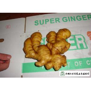 China Healthy Fresh Raw Ginger No Pesticide Residues Used For Juicing / Flavor supplier