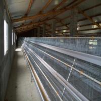 China Full Automatic System A Type Layer Hen Cage Hot Galvanizd on sale