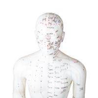 China 50cm Point Male Acupuncture Model Human Body GMP Certificate on sale