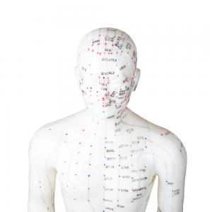 50cm Point Male Acupuncture Model Human Body GMP Certificate
