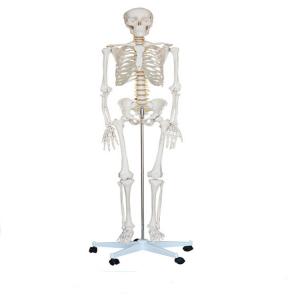 School Medical Simulation Pvc 180cm Tall Human Skeleton Model