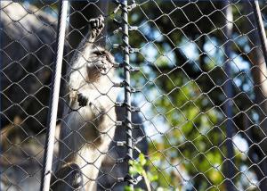 China Estilo de aço inoxidável flexível de Mesh Animal Enclosure Ferruled Mesh do cabo on sale 