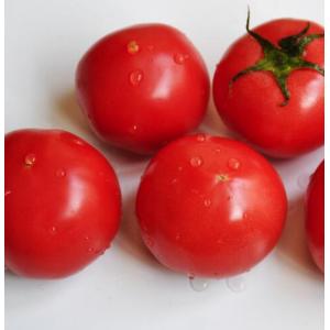 Natural Tomato Extract water soluble Lycopene 10%powder