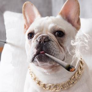 Rechargeable Metal Big Dog Gold Chain Summer Pet Fashion Accessories