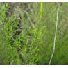 Shrubby Baeckea frutescens stem leaves Herb medicine Gang song