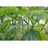 Ficus simplicissima Lour root wild organic herbs wu zhi mao tao