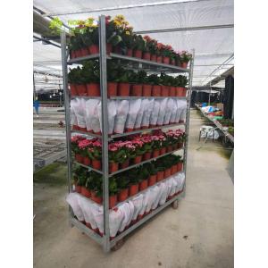 China Plant  Dutch Flower Trolley CC Plywood Garden Tool Cart 400KG Load Capacity supplier