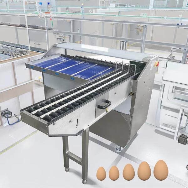 China Egg Sorter Egg Grading Machine Egg Grader Machine Production Line/Egg Weight Sorting Conveyor/5 Levels Industrial Stainless Steel Egg Grading Machine 5 Level Chicken Farm Egg Sorting Machine Egg Sort wholesale
