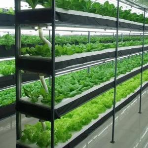 Steel Structure Hydroponic System Container Greenhouse for Vertical Farming Solution