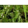 Shrubby Baeckea frutescens stem leaves Herb medicine Gang song