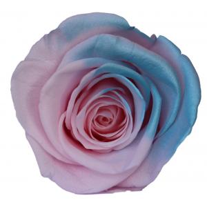 ISO9001 Preserved Fresh Flowers Gradient Dried Rose Ice Blue