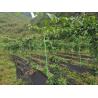 China Customizable Anti-aging GFRP Plant Poles for Garden/Tree Support Cutting as Required wholesale