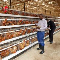 China Most Popular A type Chicken Layer Battery Cage For Sale In Uganda 20000 birds Star on sale