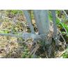 Chain wire Fence for sale 65MM X 65MM X 4.00MM black powder coated