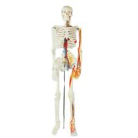 China Teaching Model with Chromatic  Vessels Nerves Skeleton Model with Stand Anatomy 85 cm Human Skeleton Model on sale