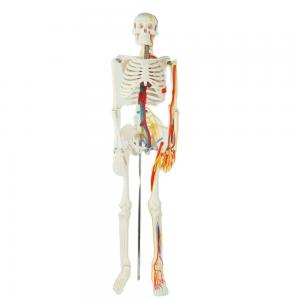 China Teaching Model with Chromatic  Vessels Nerves Skeleton Model with Stand Anatomy 85 cm Human Skeleton Model supplier