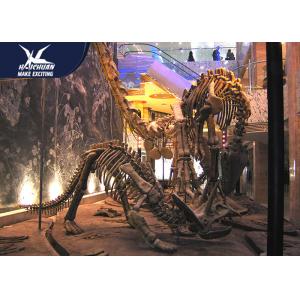 China Durable Fiberglass Life Size Dinosaur Skeleton / Dinosaur Fossil For Kids Educational wholesale