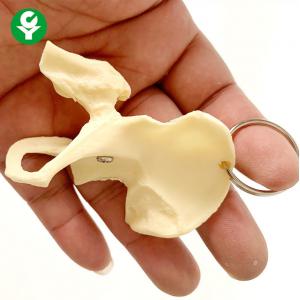 China Bone Hip Gift Basin Joint Key Chain Multi Functional OEM & ODM Welcomed supplier
