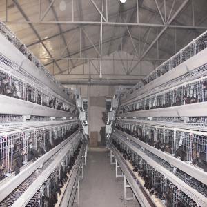 China 10000 Egg Layer Battery Chicken Cage Equipment Q235 Steel Material SONCAP Listed supplier