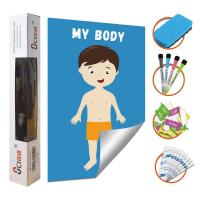 China Removable Body Learning Custom Dry Erase Poster Board 48x36 With Magic Stickers on sale