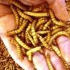 China Light Weight Mealworm Breeding Corrugated Plastic Box For Fruit Egg wholesale