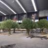 China 7ft 8ft or customized height most realistic large faux olive tree for indoor hotel lobby and outdoor (uv resistant)_ wholesale