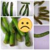 IQF Frozen Green Beans S , M Size