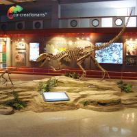 China Sunproof Resin Dinosaur Skeleton Gasosaurus Skull on sale