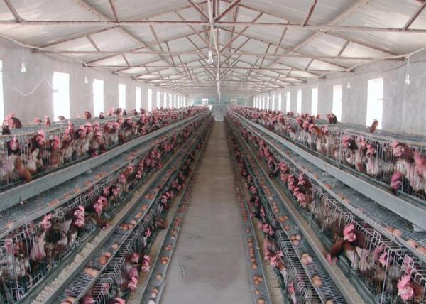 Smooth Surface Livestock Farming Equipment For Automated Egg Collection