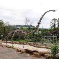 China Large Outdoor Dinosaur Skeleton , Sunproof Dinosaur Model Skeleton on sale