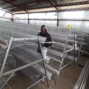 China 160 Birds / Set A Type Chicken Cage Hot Galvanised Steel Wire supplier