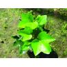 China Ivy Leaf Extract 5%~20% Hederacoside C (Hvedera helix L.) with rich experience in EU market wholesale