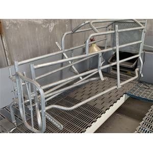 China Curved Edge Design Pig Farrowing Crate Hog Equipment OEM / ODM Available supplier