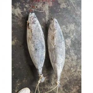 Purse Seine Catch 4kg Up Frozen Skipjack Whole Round Tuna Fish For Canned Use