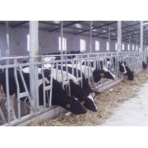 China Humanized Dairy Cow Headlocks , Flexible Pregnant Cattle Head Lock supplier