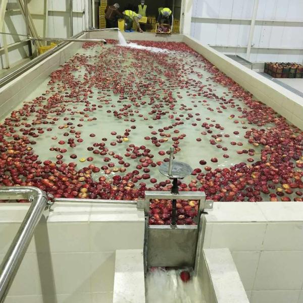 Línea de procesamiento de máquina de liofilización de chips de manzana Control de temperatura inteligente Tasa de rehidratación superior al 90%