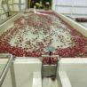 Línea de procesamiento de máquina de liofilización de chips de manzana Control de temperatura inteligente Tasa de rehidratación superior al 90%