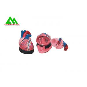Plastic Human Anatomical Heart Model Life Size For Medical Students