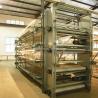 China Complete Automatic Pullets Rearing Chicken Brooding Cage for Poultry Thousand Chickens wholesale