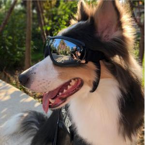 Gafas de sol ultravioleta del perro de la protección 0.5kg del polvo del viento con la correa ajustable