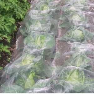 Agricultural Garden White Fly Screen Netting Anti Aphid Insect For Cabbage