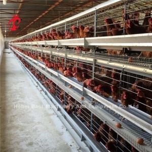 China Nigeria Factory Layer Broiler Poultry Chicken Rearing Cage For Sale Ada