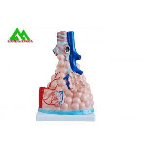 Professional Medical Teaching Models Human 3D Lung Model Natural Size