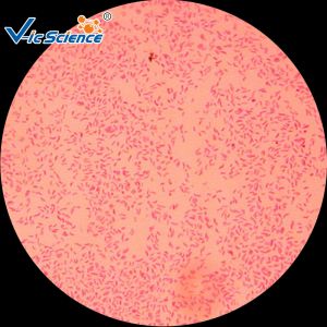 China Commercial Custom Microscope Slides 25pcs VIC29 Thin Glass Slides wholesale