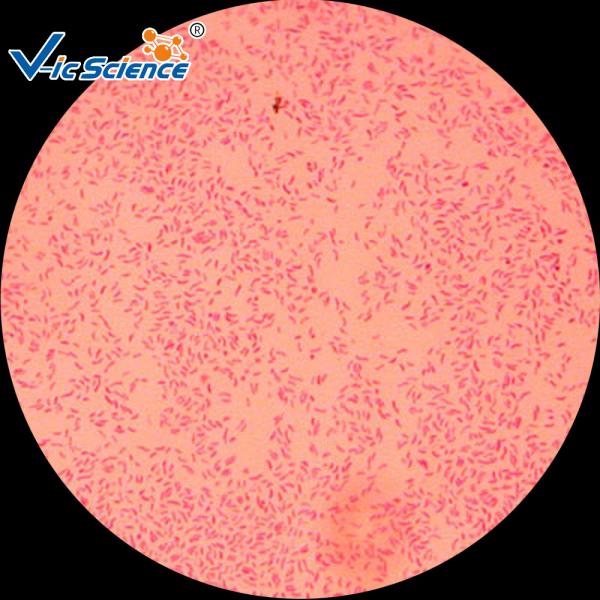 Le microscope fait sur commande commercial glisse les plaques en verre minces de 25pcs VIC29