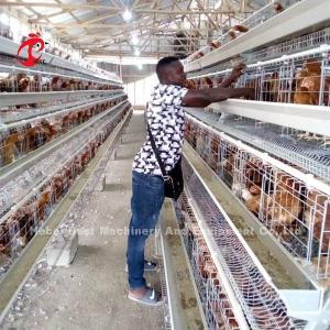 Laying Hens 256 Birds Battery Cage Poultry Farming In Zambia Sandy