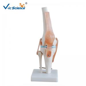 China Medical Anatomical Ligament Plastic Knee Joint Anatomy Skeleton Model Of Articulation supplier