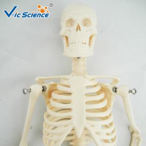 China 45cm Mini Anatomical Skeleton Model Anatomically Correct Skeleton 3d Model supplier