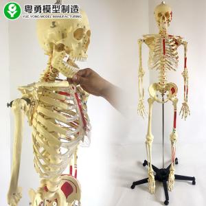 Plastic Skeleton And Muscle Model 170CM coloring coding skeleton 98X47X31 cm