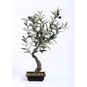 China Traditional Olive Tree Bonsai Botanical Mix With Square Plastic Flowerpot supplier